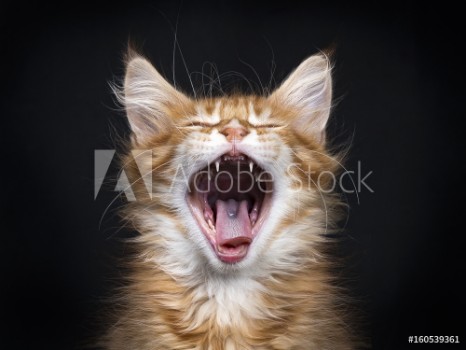 Bild på Head shot of yawning red tabby Maine Coon kitten Orchidvalley isolated on black background